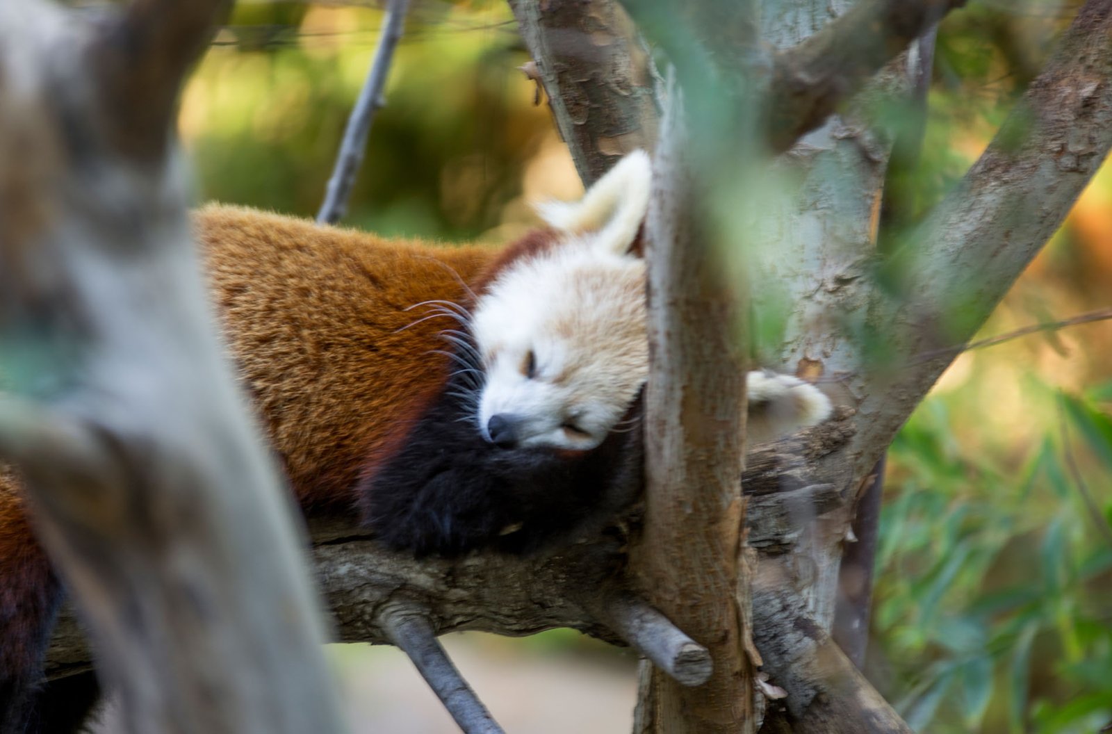 San Diego Zoo Part I 171